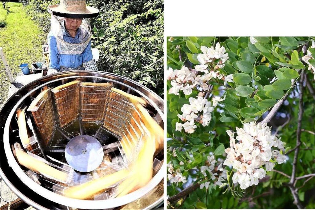 遠心分離機で蜂蜜を搾る母昌代さん=6月21日(左)と、当別町内に咲くニセアカシアの花(右)