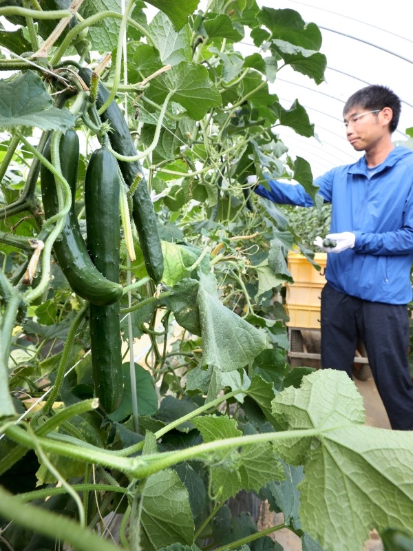 高橋佳靖さんが手塩にかけて育てる青々としたキュウリ（諸橋弘平撮影）