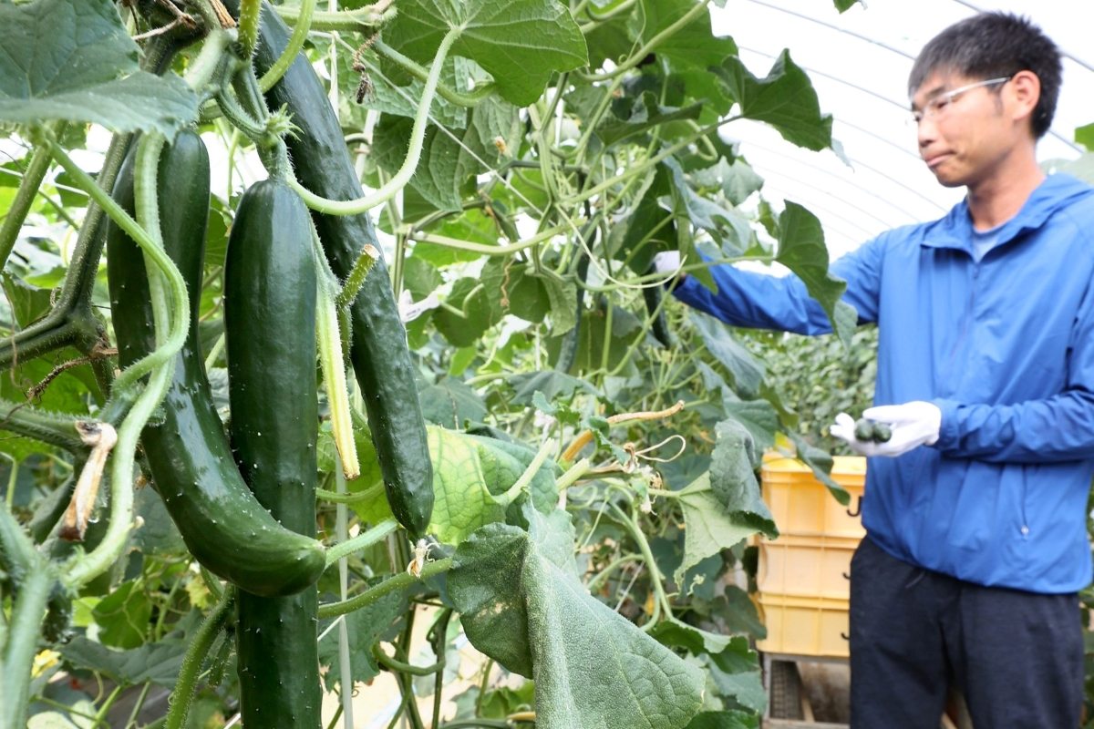 〈これが旬！〉大雪の水が育てるキュウリ＊収穫量全道一の当麻＊道内外　休みなく出荷