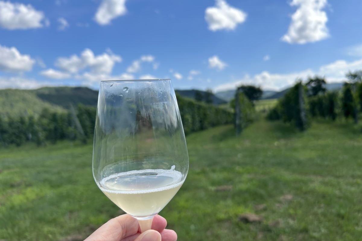 余市のワイナリー・ブドウ畑を巡る「ラフェト」　1200人が青空の下、歩いてワインで乾杯　