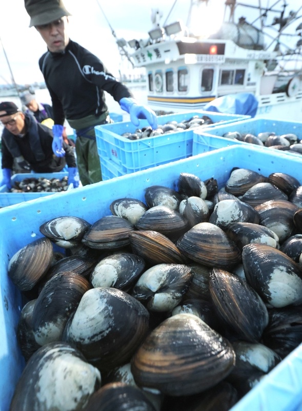 船の上で9センチ以上に選別され水揚げされるホッキ貝=苫小牧漁港