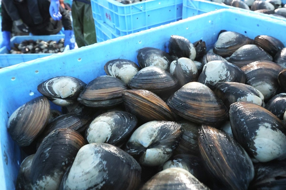 〈これが旬！〉苫小牧ホッキ　肉厚で甘く＊水揚げ22年連続日本一＊地道な資源管理が奏功