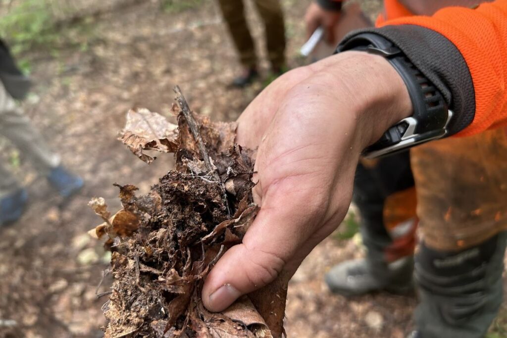 菌糸もたくさんあるふかふかの土