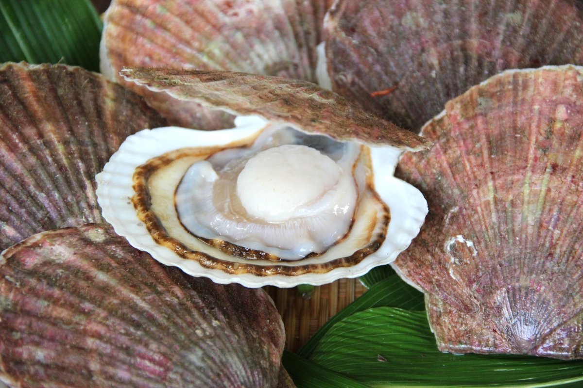 北海道産ホタテを食べて応援！ ｢赤れんが ホタテ祭り｣〈11/３～５〉札幌・道庁前で開催～ホタテの串焼きを販売