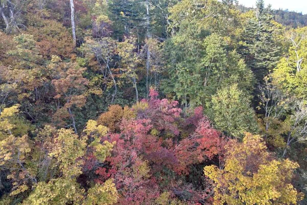 赤、黄色、オレンジ色に染まった木々をゴンドラから望む