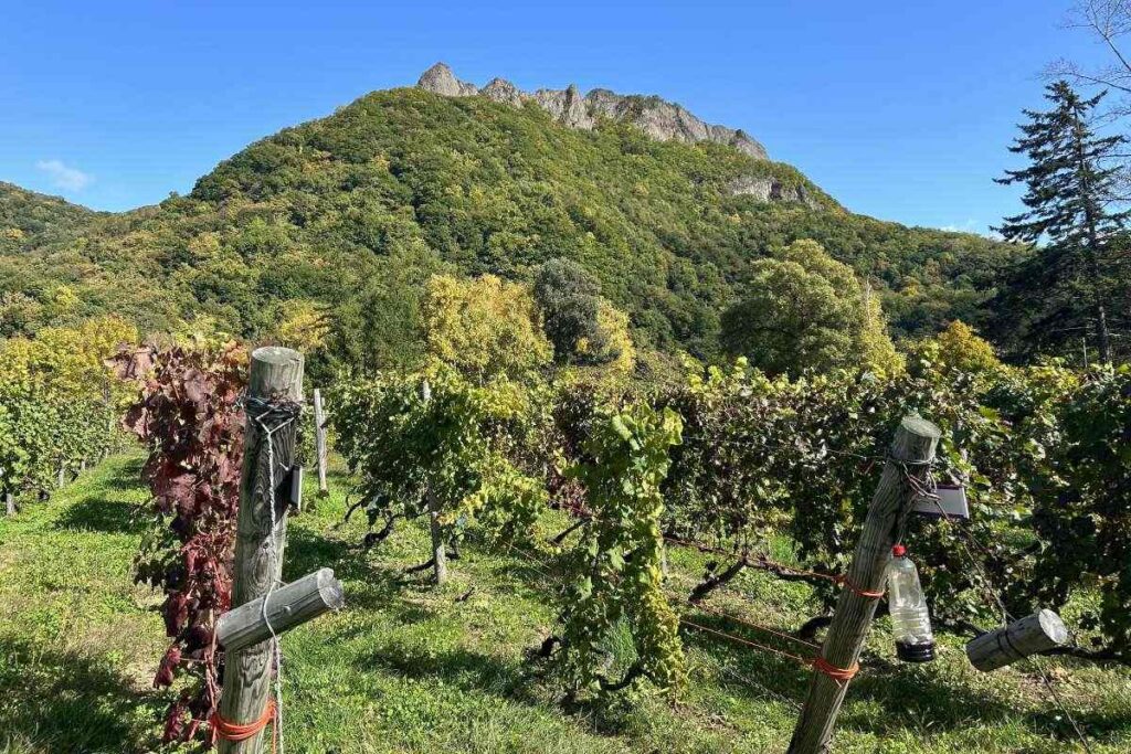 八剣山と八剣山ワイナリーのヴィンヤード