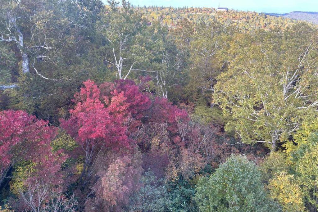 色鮮やかな山頂近く