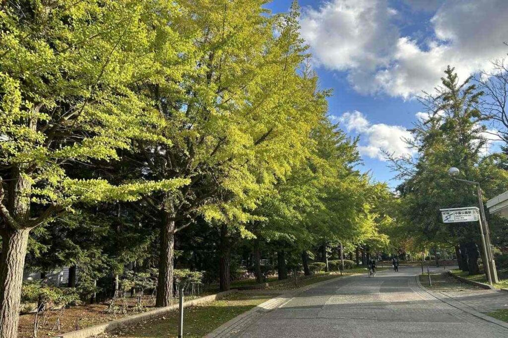 地下鉄中島公園駅側の入り口のイチョウ並木