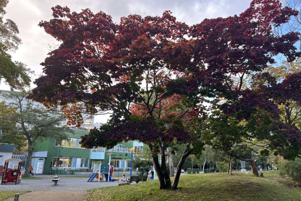 遊戯広場前のモミジ
