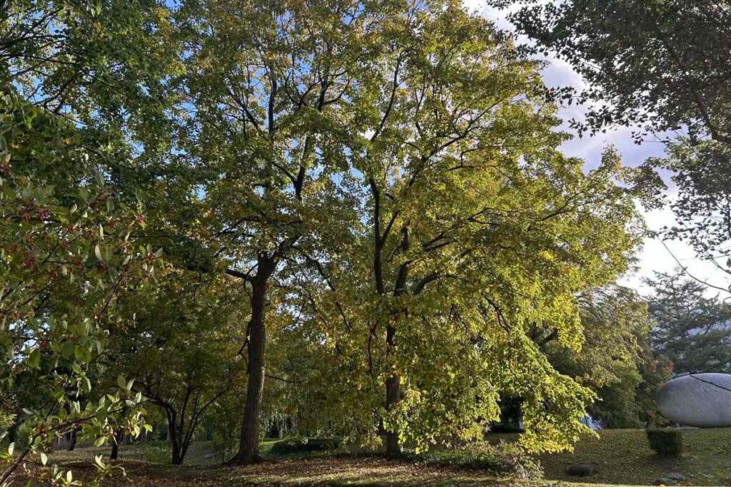 札幌コンサートホールkitara前のシナノキ