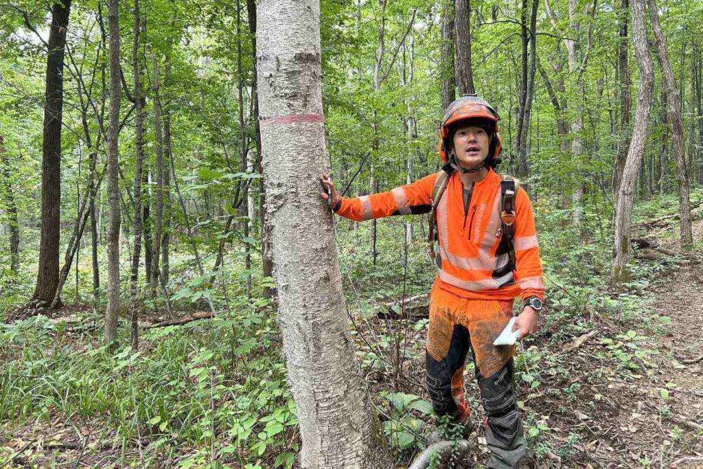 伐採予定のシラカバの木