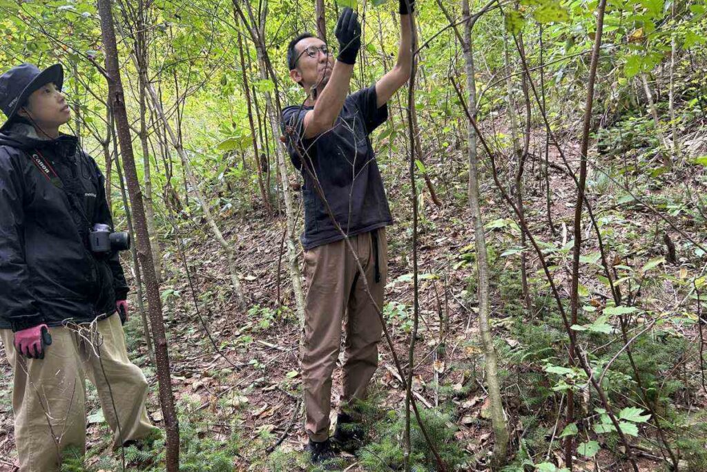 9年前に植え、3メートルほどに成長したミズナラ