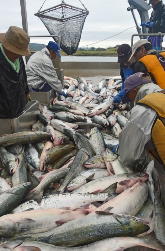 十勝管内豊頃町の大津漁港に水揚げされた秋サケ＝９月４日