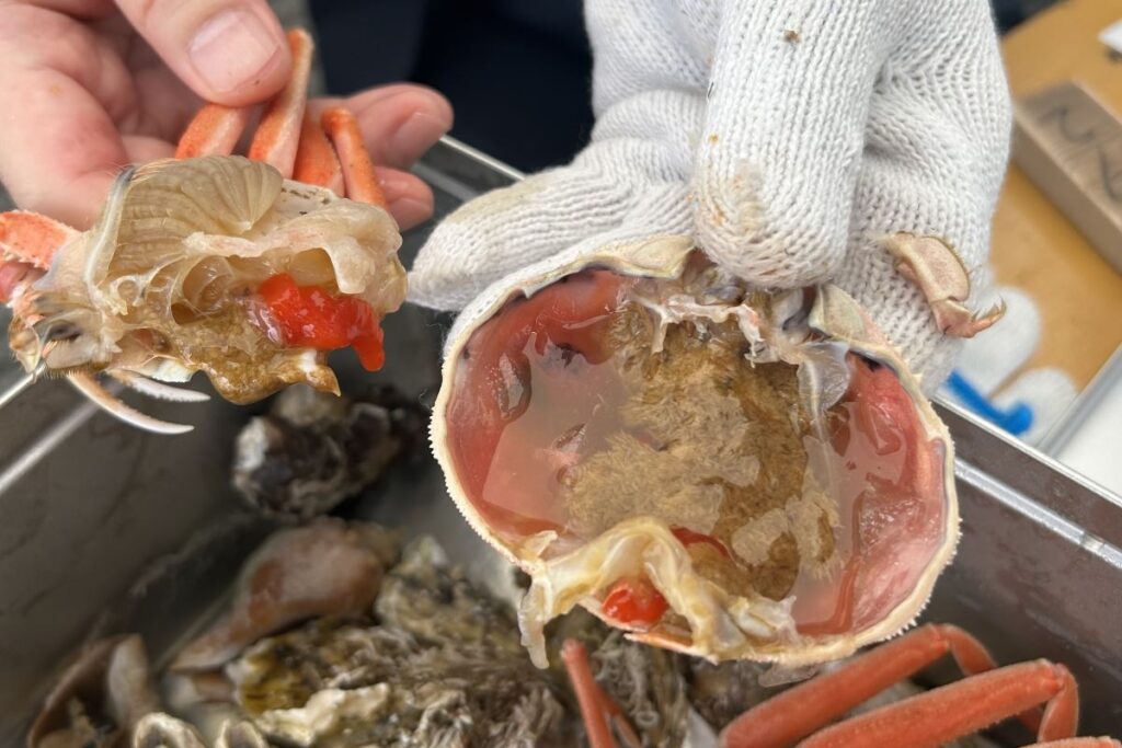 内子やみそもしっかり入ったカニ