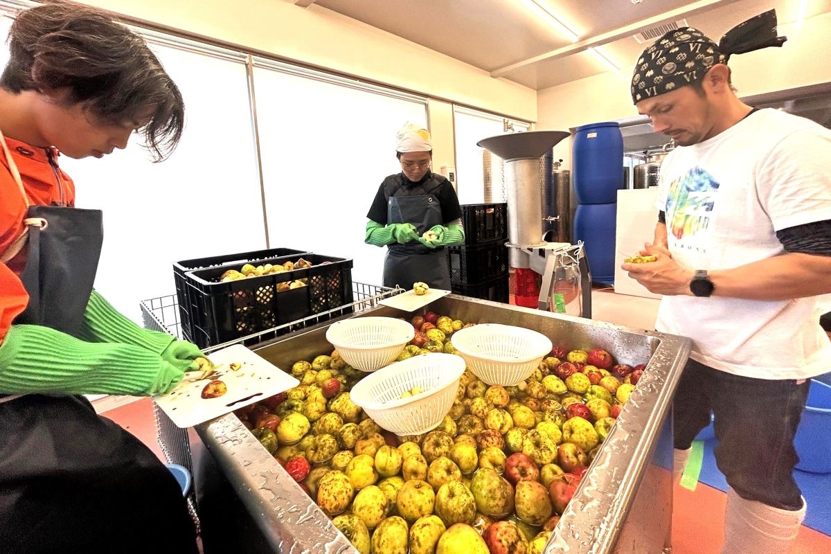 リンゴ栽培４年目「ひだまりファーム」＊シードル100％足寄産＊年明け完成　まず500本