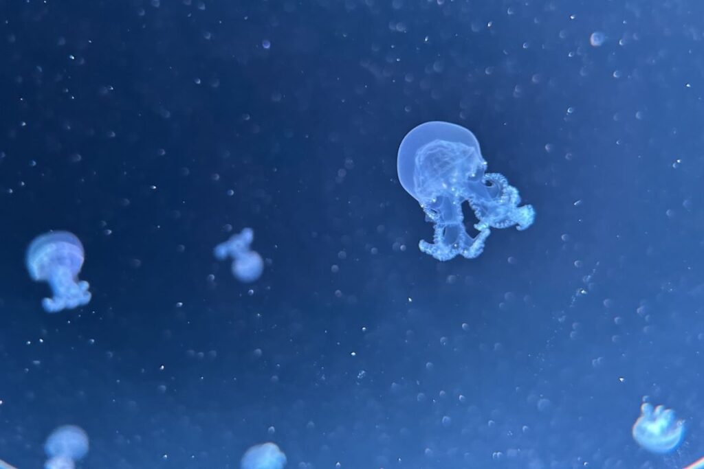 アオアオで展示が始まった「カラージェリーフィッシュ」の「稚クラゲ」