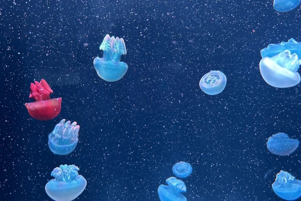 赤や青、緑がかっているものなど、さまざまな体色のカラージェリーフィッシュ