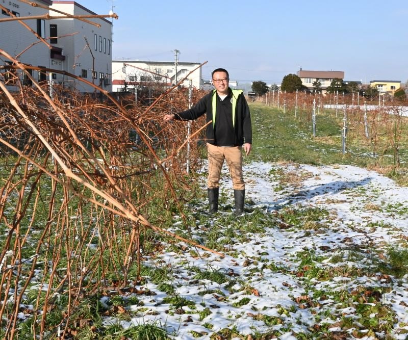 あいざわ農園が観光農園としてオープンする予定のブドウ畑