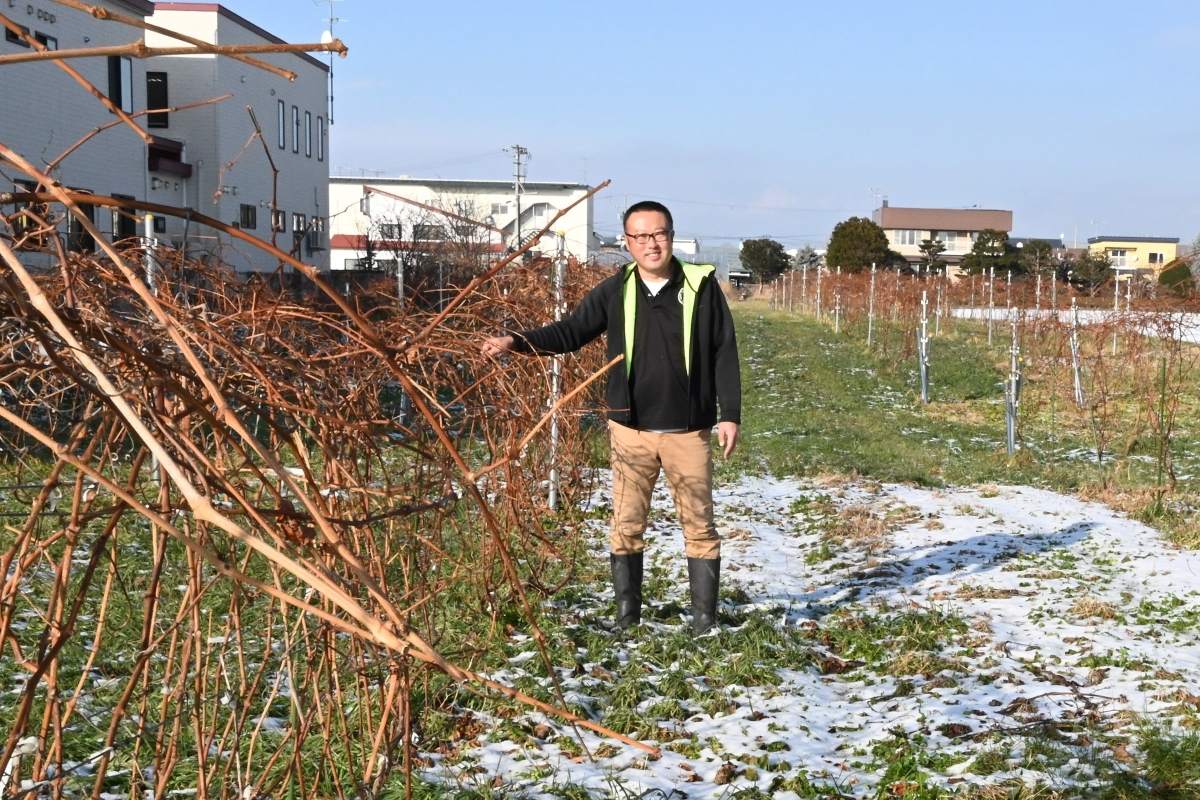 醸造用ブドウで観光農園＊あいざわ農園、帯広市中心部付近に来夏＊農作業体験、ワイン付き食事も