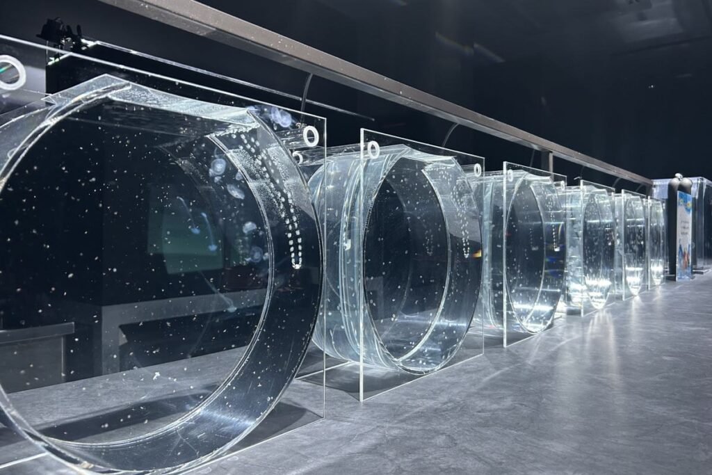 ミズクラゲのエフィラが入った水槽（左）