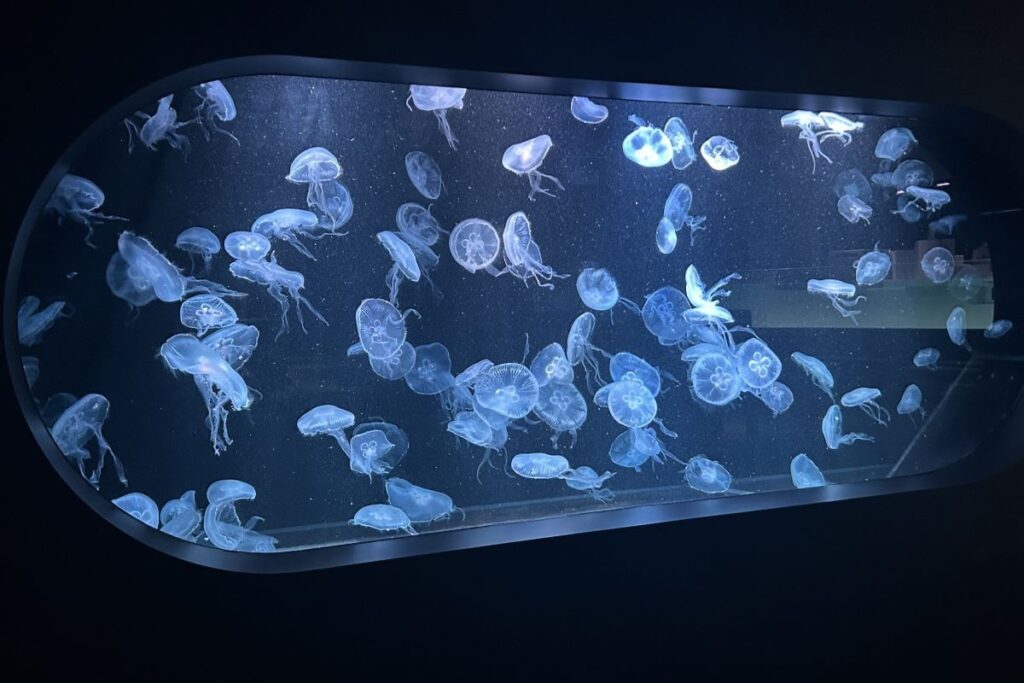 照明に照らされて幻想的な雰囲気のミズクラゲ