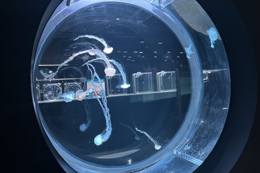 長い口腕が優雅なインドネシアシーネットル