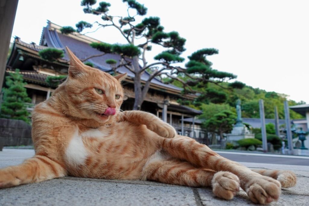 石畳でのんびりくつろぐネコ