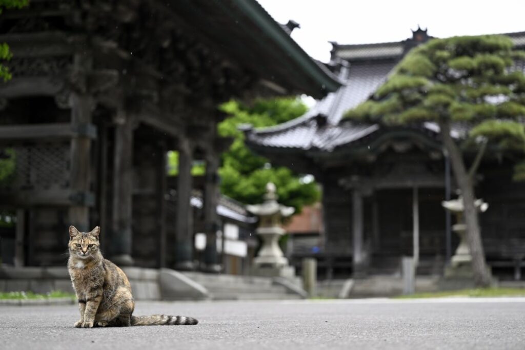ネコを目当てに訪れる人も増えています
