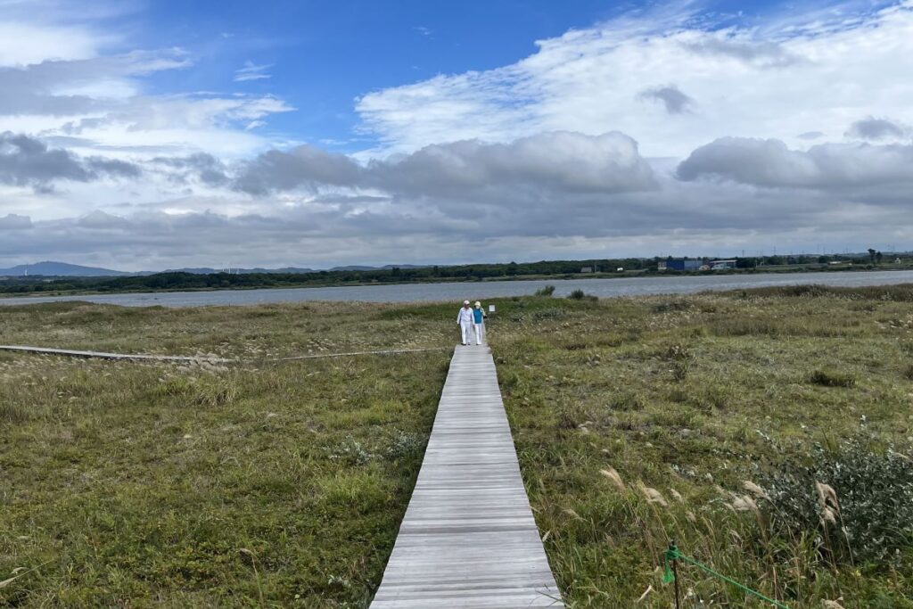 海浜植物が自生するはまなすの丘公園