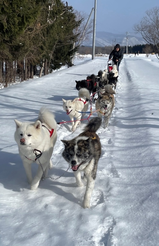 秋田犬による珍しい犬ぞり。本田さんの愛犬10頭が「出勤」する