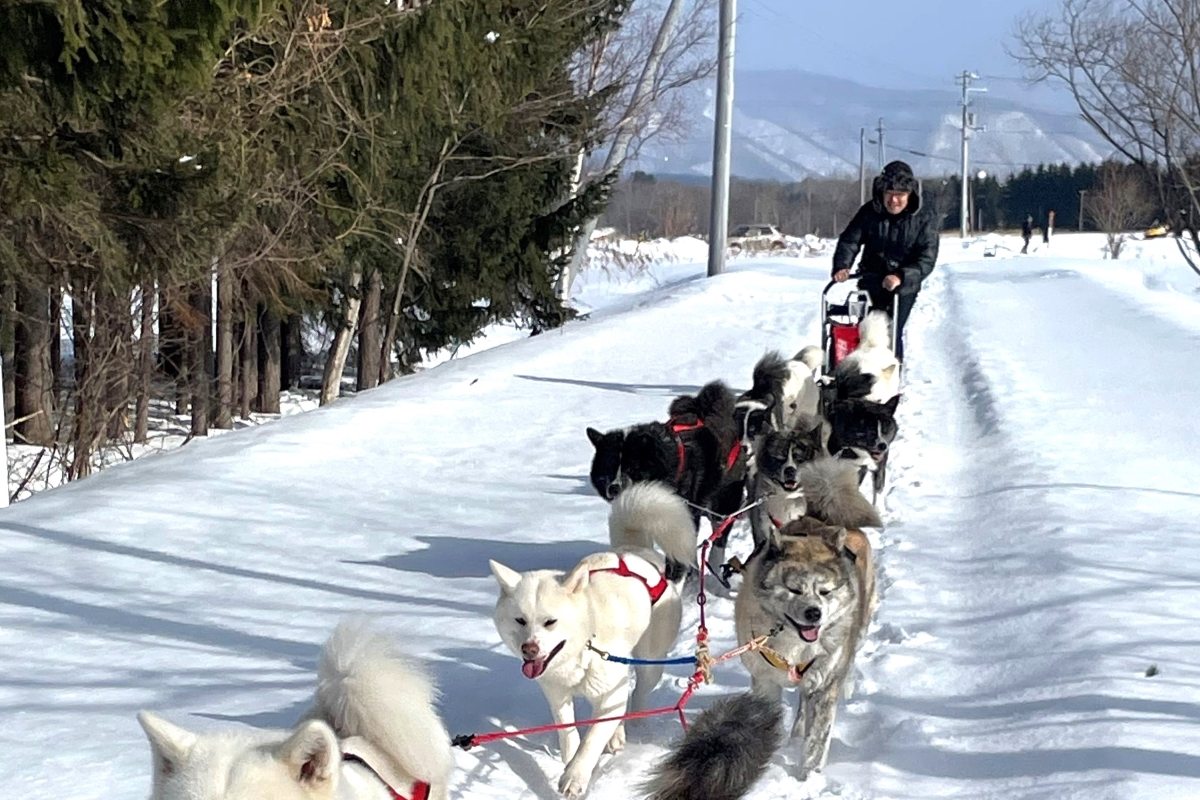 秋田犬とのんびり雪原散策＊そり引く１０頭 シカ追い「脱線」も＊遠軽の本田さん 観光客向けサービス