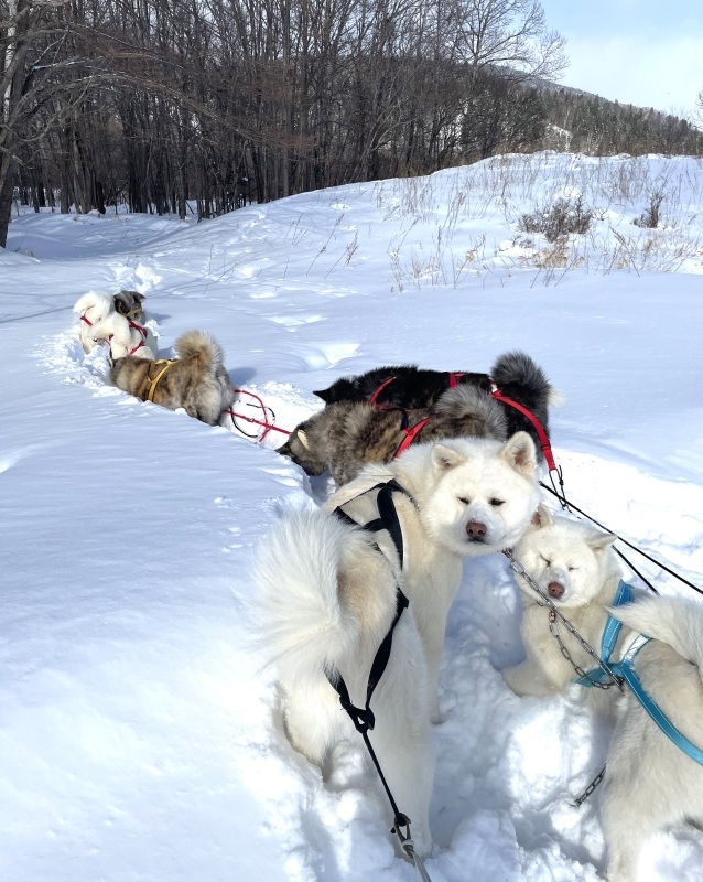 犬ぞりを引いている途中、シカの足跡を見つけてコースを脱線する秋田犬