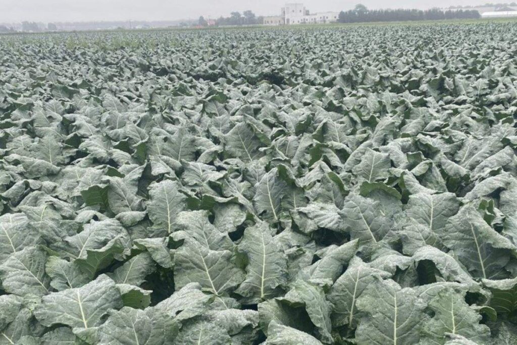 高収益のブロッコリーの畑