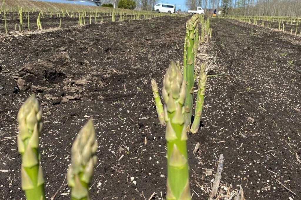 押谷ファームのアスパラ