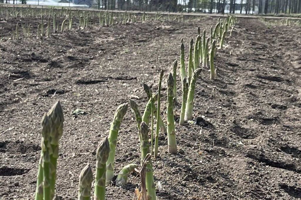 収穫シーズンには早朝から作業が始まります