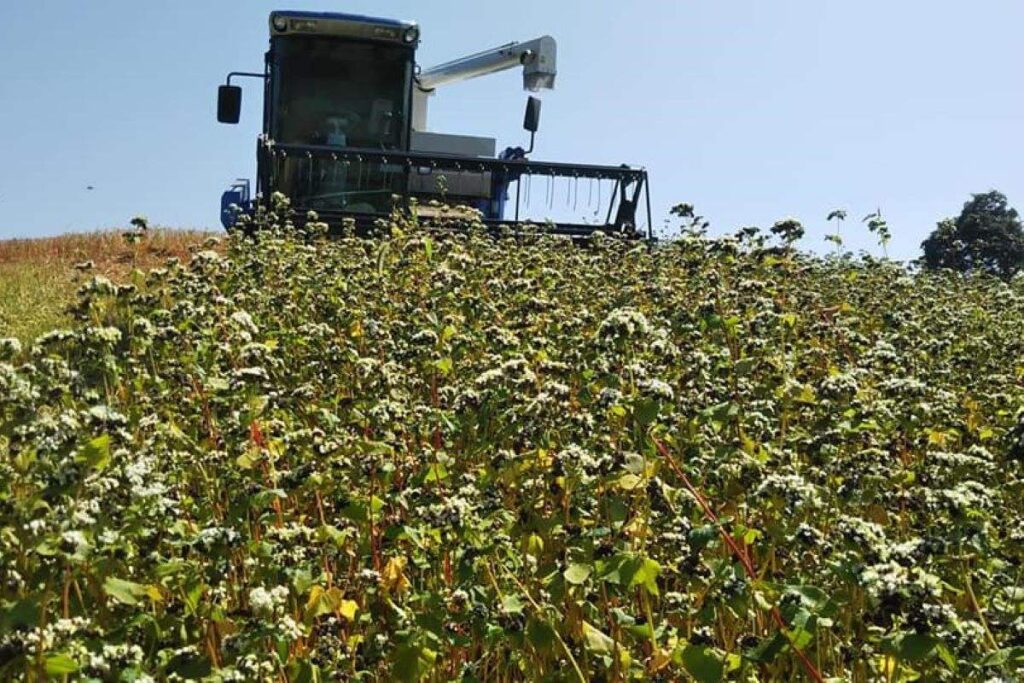 コンバインで収穫される田中さんのソバ