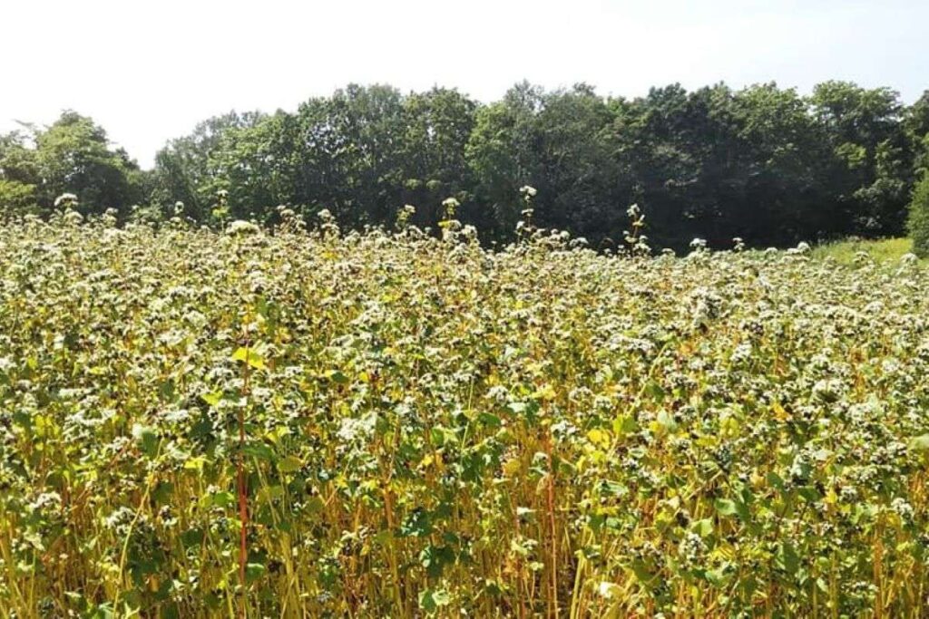 すくすく育つ田中さんのソバ