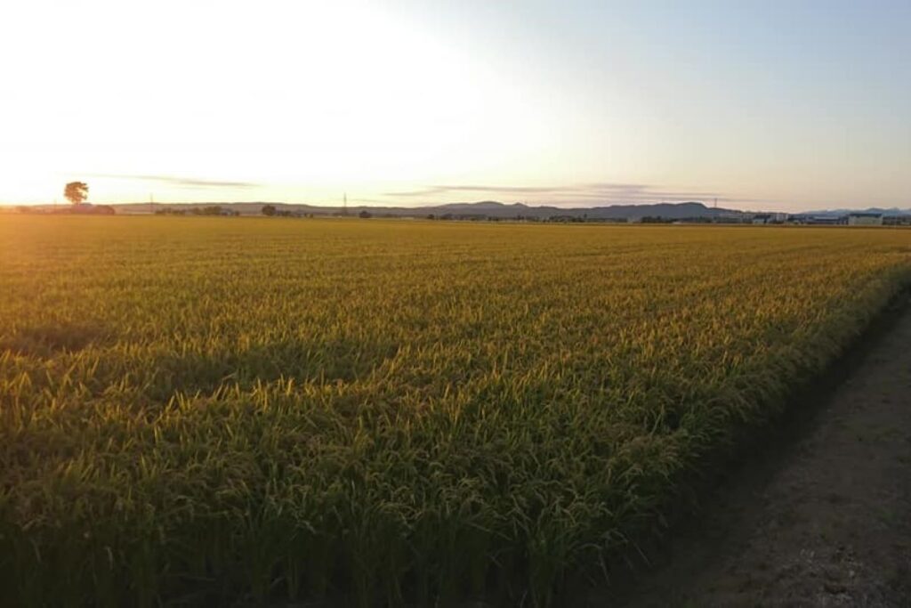 稲穂が黄金色に輝く田中さんの水田。