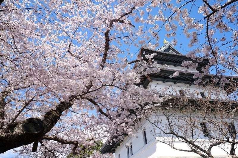 画像に alt 属性が指定されていません。ファイル名: sakura4matumae.jpg