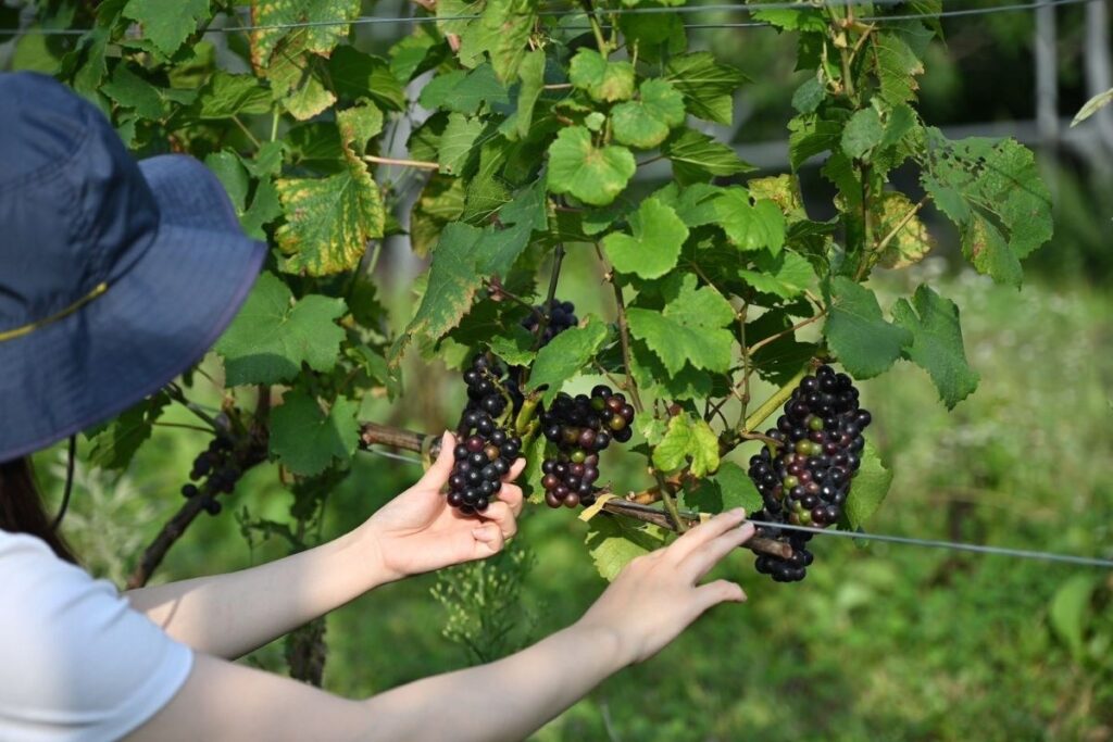 福光さんの畑のブドウ
