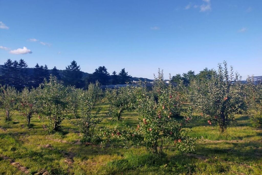 にきやのリンゴ畑