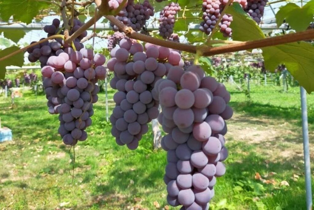 にきやのブドウ