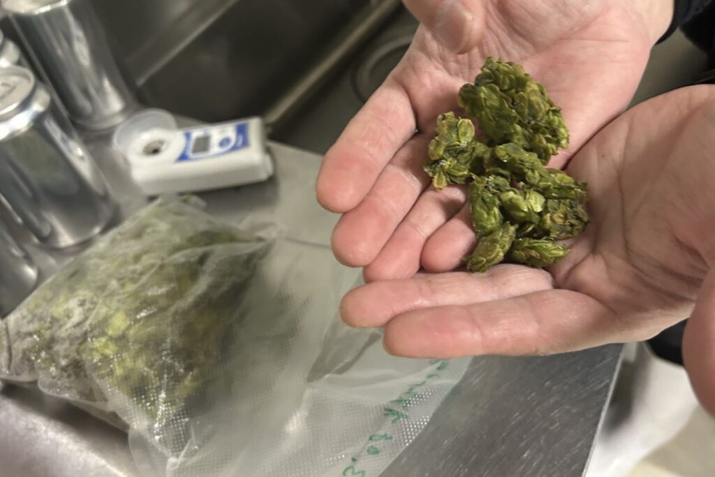 8月に収穫した自家製ホップを冷凍、1年中使います