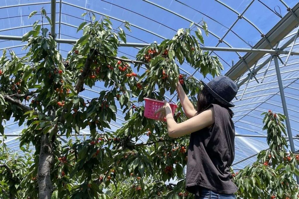 6月下旬から始まるというにきやの果樹園のサクランボ狩り