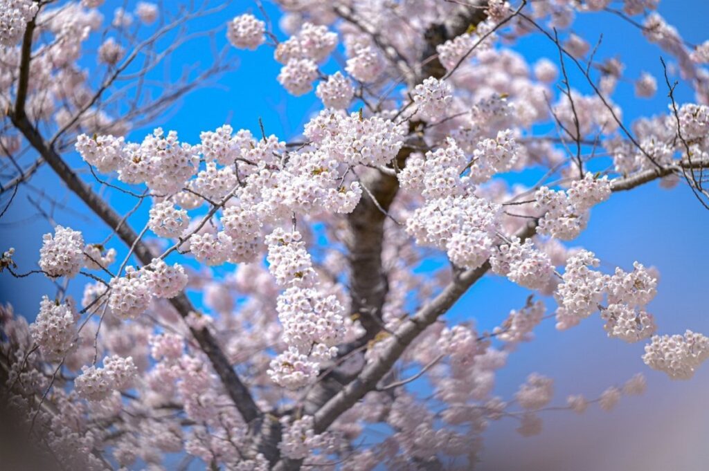 青葉ヶ丘公園（森町）の桜（イメージ）
