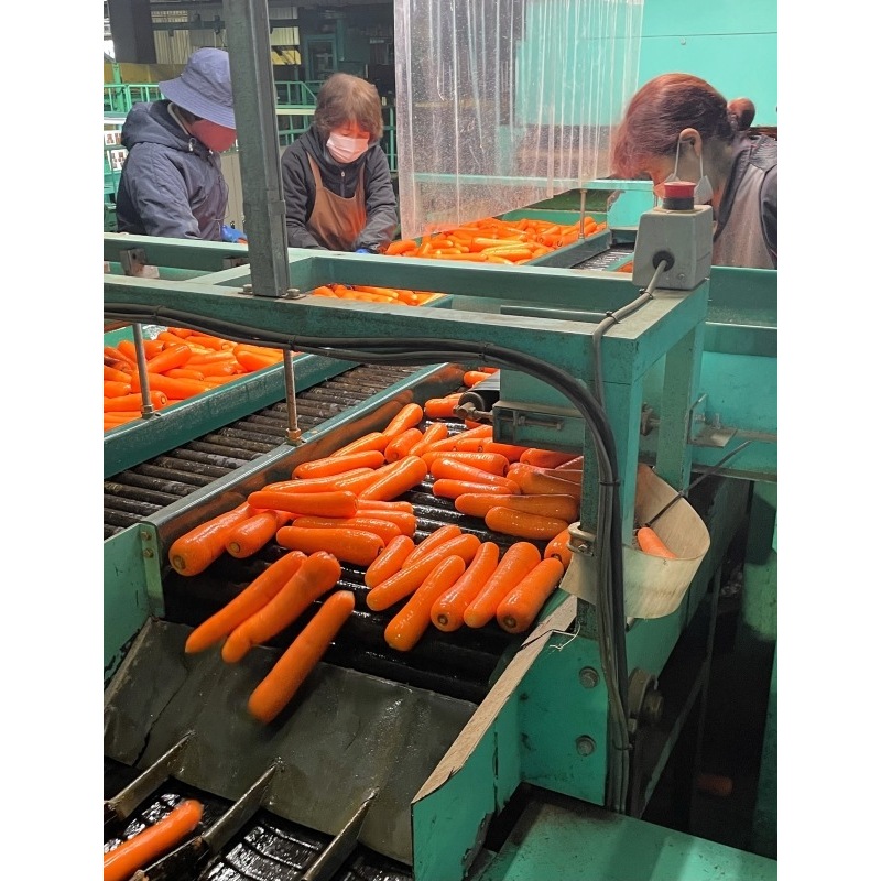 京極町の施設で選別される雪下ニンジン。この後各地へ出荷される