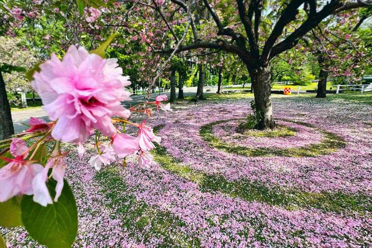 札幌のバンクシー？円山公園に落ち葉や花びらのアート出現、冬には雪像も 札幌の田中さんが制作