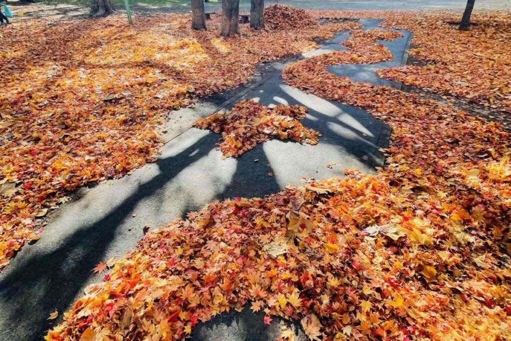 田中さんが初めて手がけた落ち葉アート