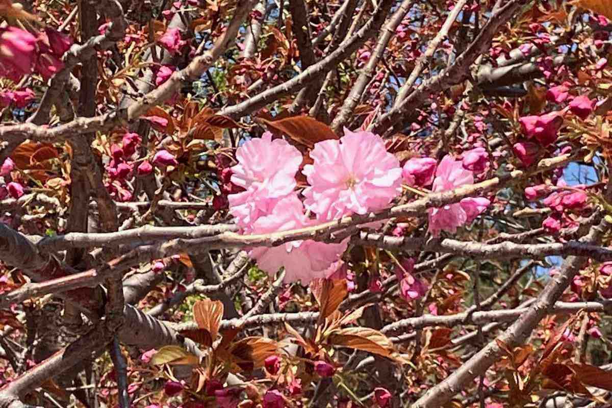 桜の名所 北海道神宮＆円山公園でお花見を【2024】＜5/3更新＞開花情報