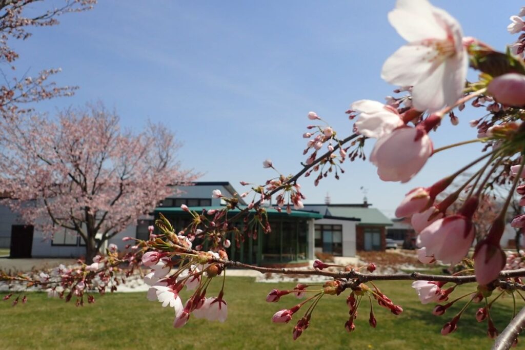 サクラ越しに見える工場